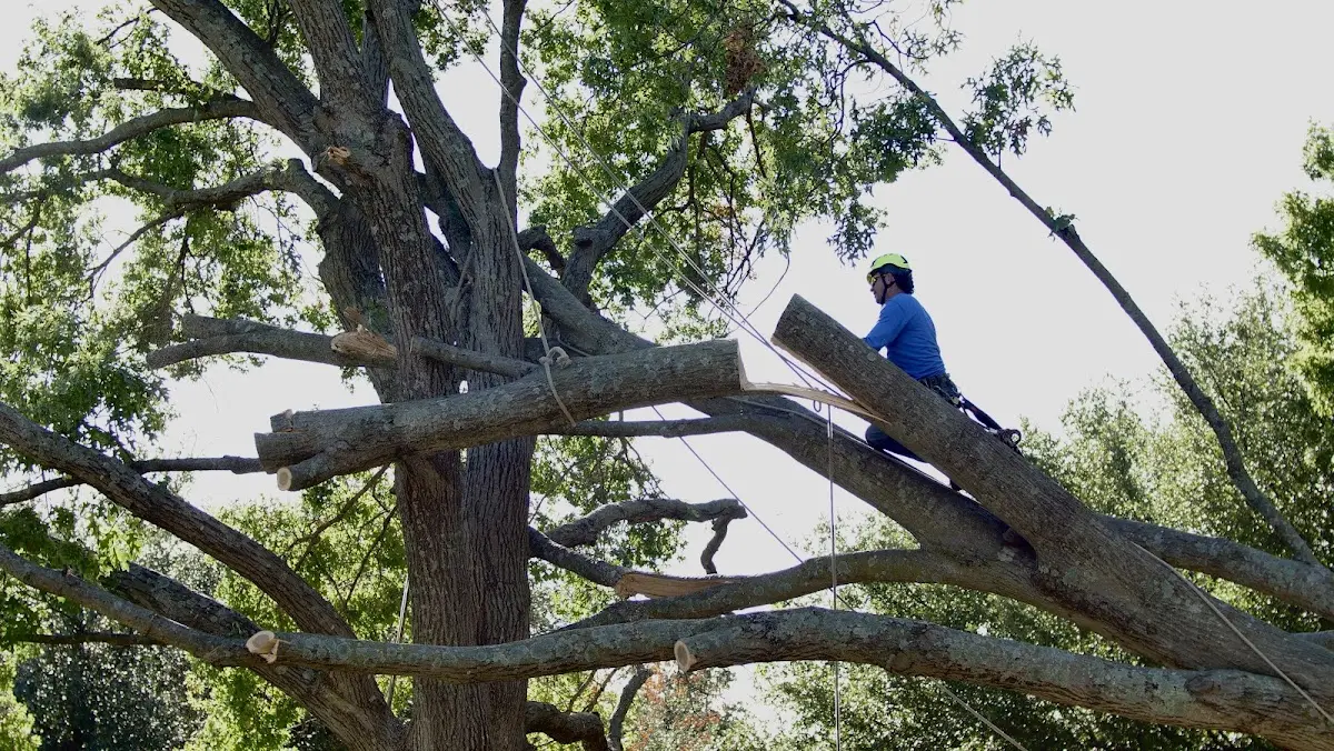 Professional Crown Thinning performed by certified arborists in Stanberry